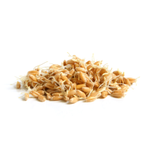 Wheat Germ Oil - Virgin