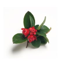Wintergreen Oil