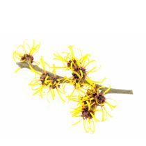 Witch Hazel - Organic